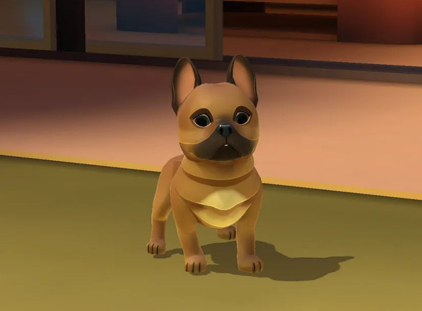 A French bulldog adopted by a player 